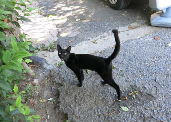 A black street cat around non-magical leaves